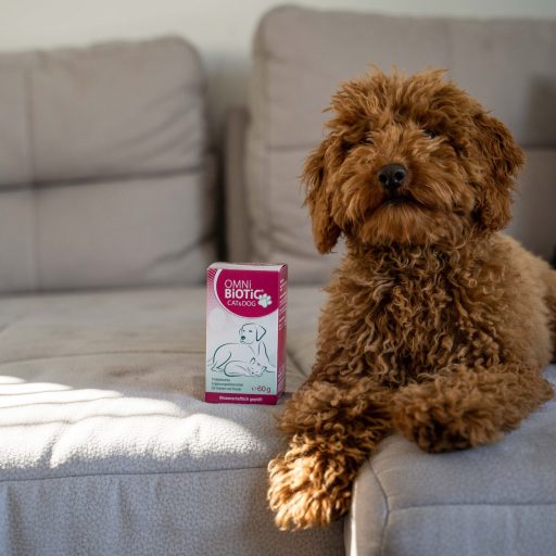 OMNi-BiOTiC_CAT_DOG_20220503_Shooting_OB_Cat&Dog_151_quer